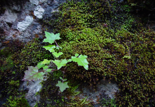 040725 Zwitserland 11