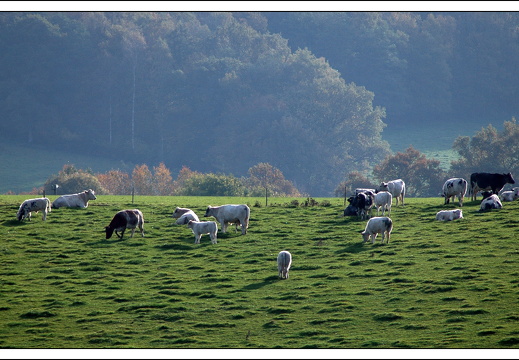 051028 ardennen 129