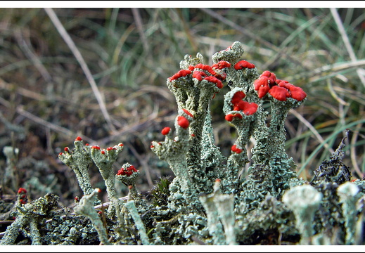 070217-kootwijkerzand-01