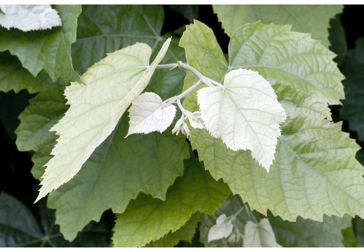 080614-vakantie-0160-JP