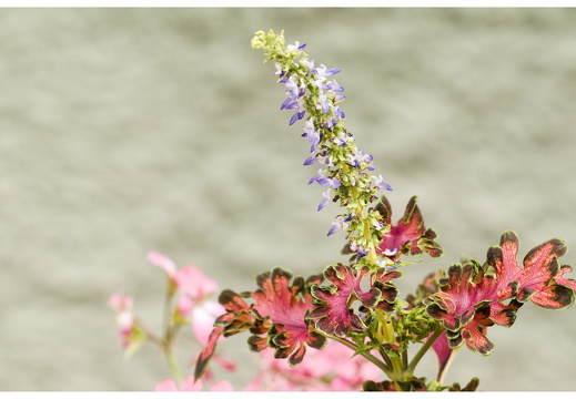 080615-vakantie-0170-JP