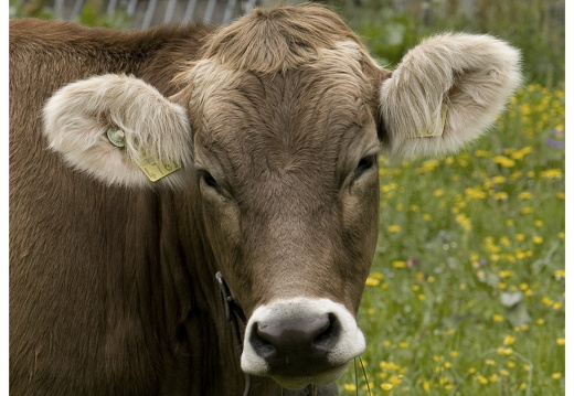 080616-vakantie-0070-JP