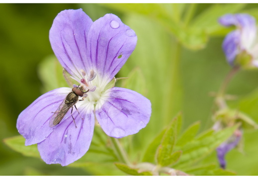 080617-vakantie-0110-JP