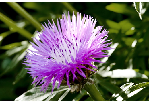 080621-vakantie-0540-JP