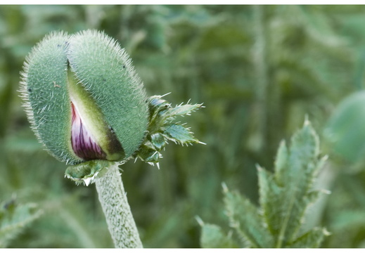 080621-vakantie-0570-JP