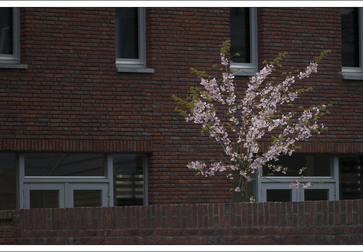 090415-Voorjaar-31