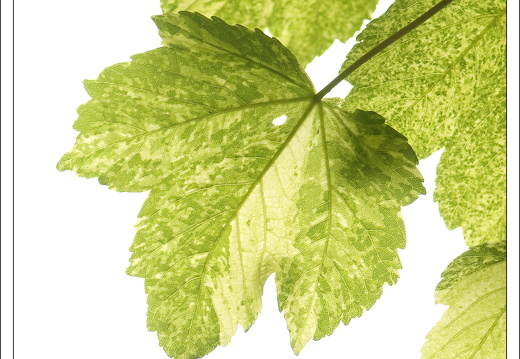 090428-ArboretumVonGimborn-01