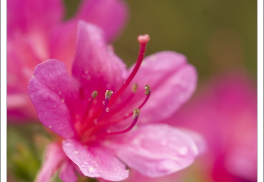 090428-ArboretumVonGimborn-02