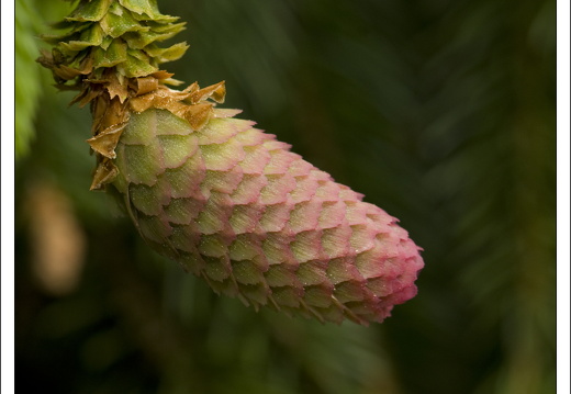 090428-ArboretumVonGimborn-05