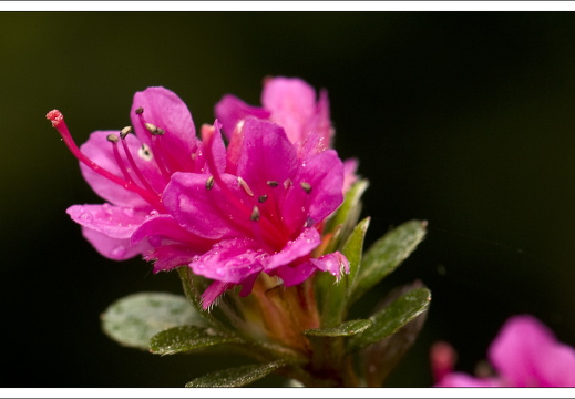 090428-ArboretumVonGimborn-06