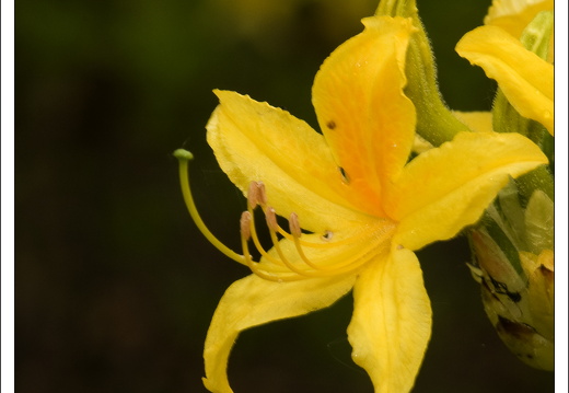 090428-ArboretumVonGimborn-08