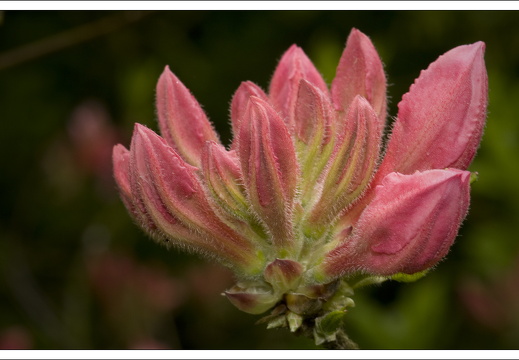 090428-ArboretumVonGimborn-15