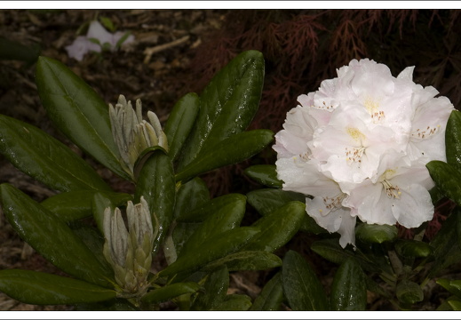 090428-ArboretumVonGimborn-16