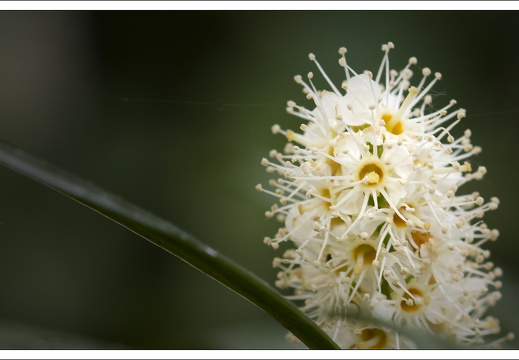 090428-ArboretumVonGimborn-19