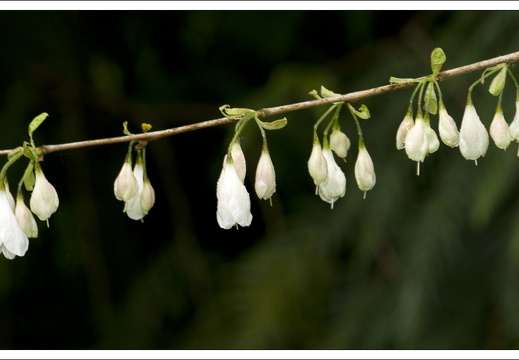 090428-ArboretumVonGimborn-20