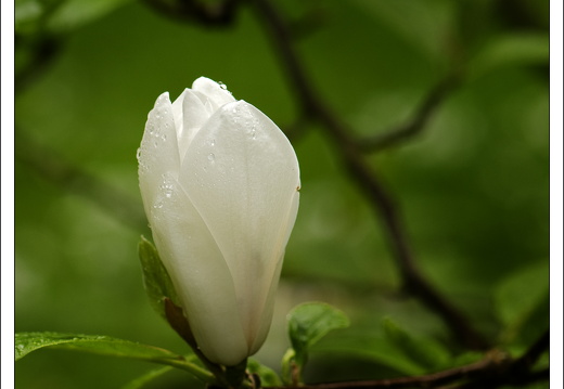 090428-ArboretumVonGimborn-22