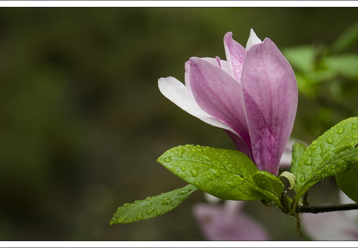 090428-ArboretumVonGimborn-24