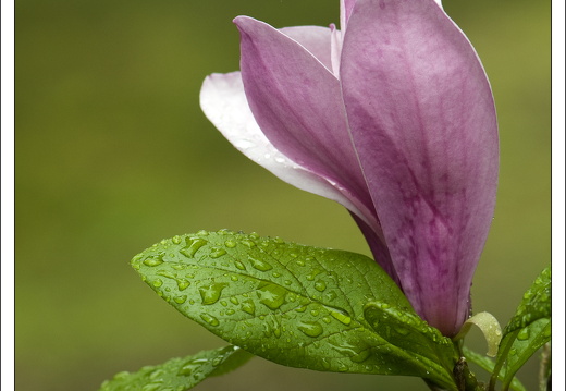 090428-ArboretumVonGimborn-25