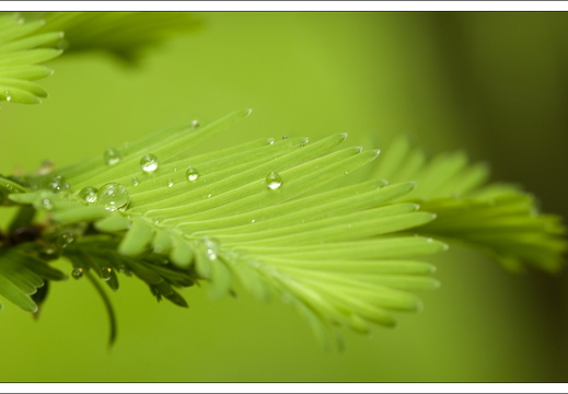 090428-ArboretumVonGimborn-28