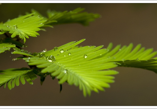 090428-ArboretumVonGimborn-29