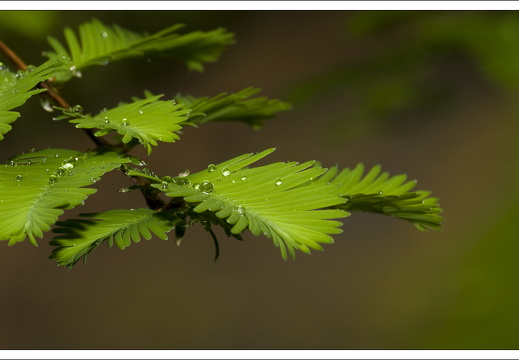 090428-ArboretumVonGimborn-30