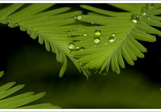 090428-ArboretumVonGimborn-31