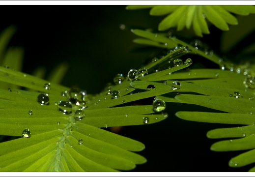 090428-ArboretumVonGimborn-32