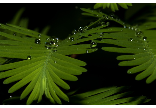 090428-ArboretumVonGimborn-33