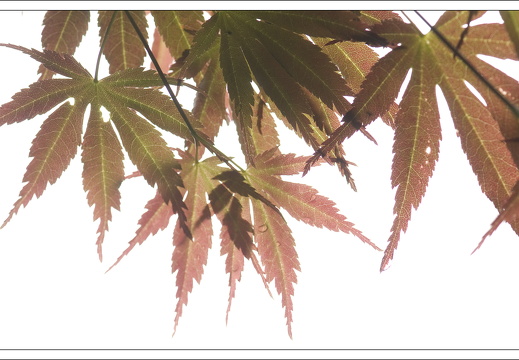 090428-ArboretumVonGimborn-34