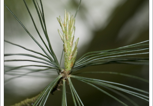 090428-ArboretumVonGimborn-37