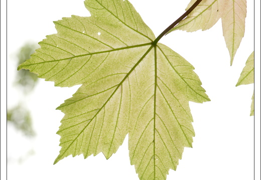 090428-ArboretumVonGimborn-38