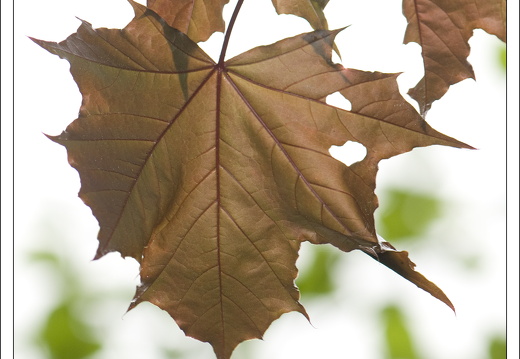 090428-ArboretumVonGimborn-40