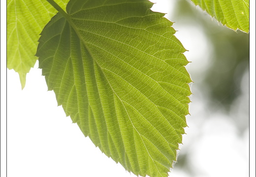 090428-ArboretumVonGimborn-42