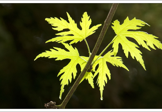 090428-ArboretumVonGimborn-47