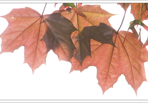 090428-ArboretumVonGimborn-49