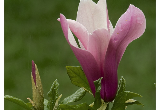 090428-ArboretumVonGimborn-52