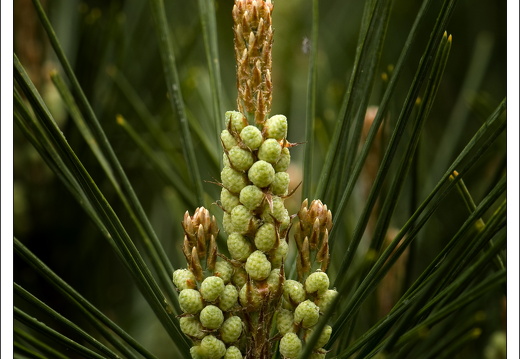 090428-ArboretumVonGimborn-53