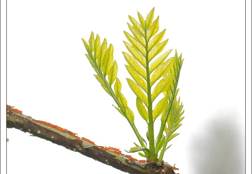 090428-ArboretumVonGimborn-55