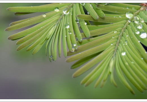 090428-ArboretumVonGimborn-56