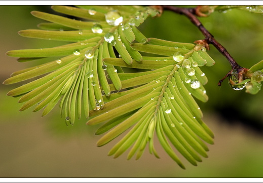 090428-ArboretumVonGimborn-57