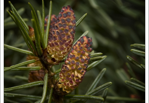 090428-ArboretumVonGimborn-58