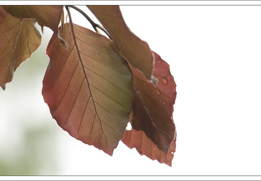 090428-ArboretumVonGimborn-61