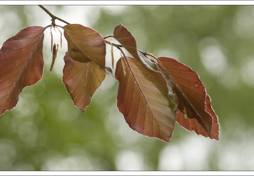 090428-ArboretumVonGimborn-62-01