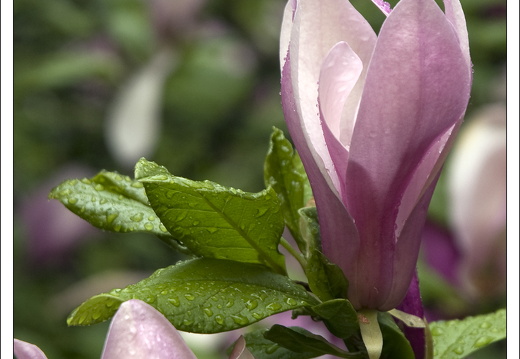 090428-ArboretumVonGimborn-67