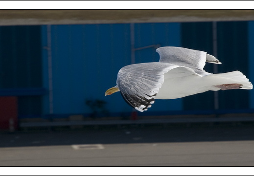 090613-Scotland-012