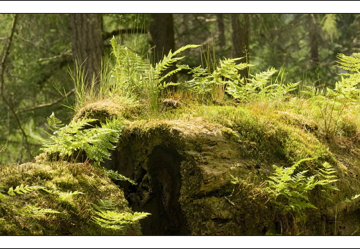 090613-Scotland-133