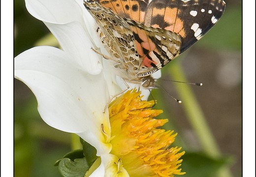 090809-BotTuinUtrecht-32