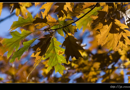 091020-Bos-56