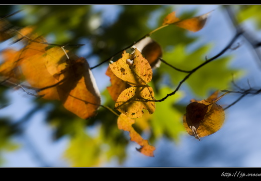 091020-Bos-61