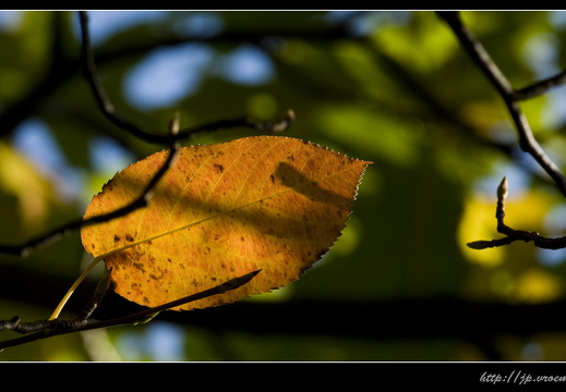 091020-Bos-62